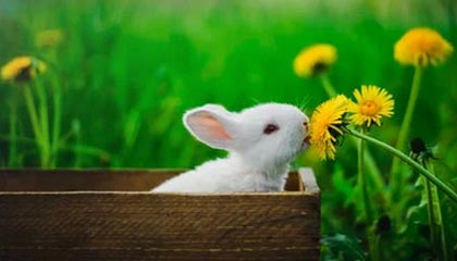 柬媒：柬埔寨国王西哈莫尼和太后莫尼列将访华